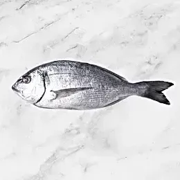 Seafood Export