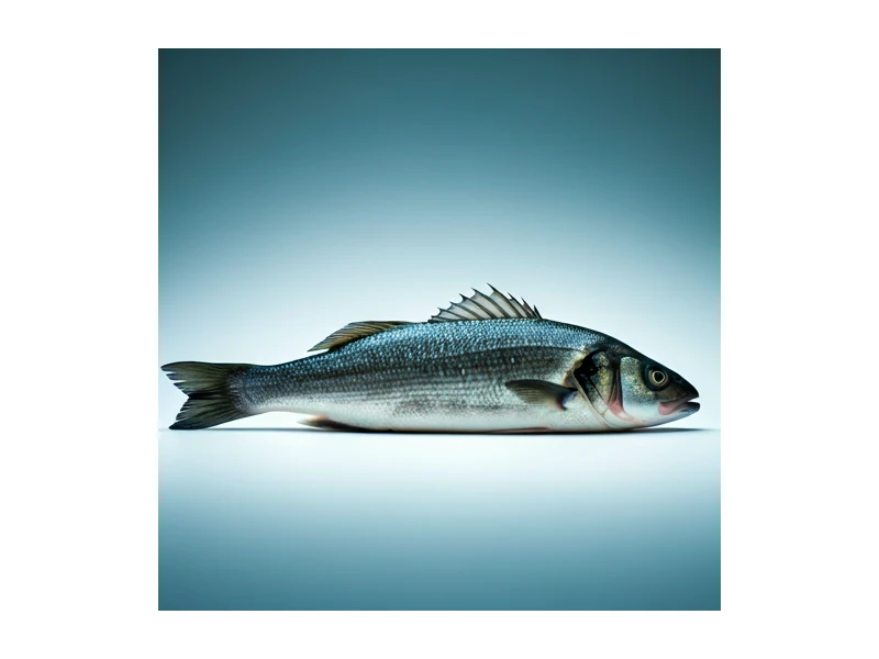 Seafood Export