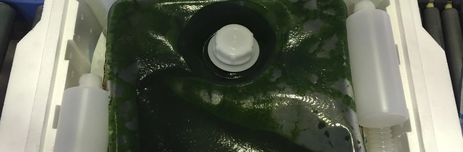 Super Fresh Chlorella SV12: From a Japanese Culture Pool to Your Rotifer Tanks