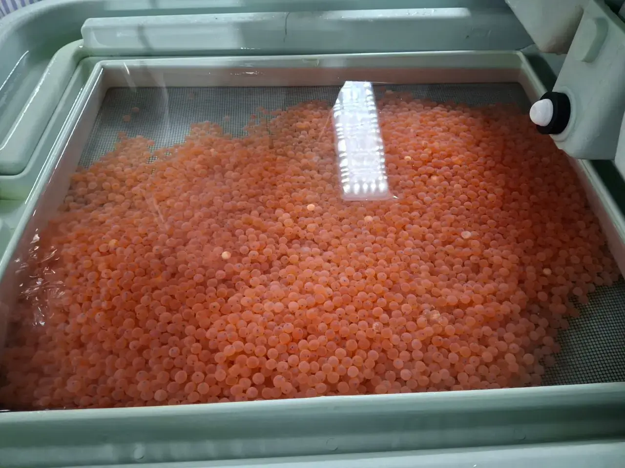 Fertilized Salmon Eggs